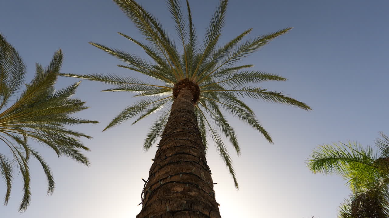 A cinematic low angle shot of a majestic palm tree, featuring a smooth trackback movement against a bright sunny sky. Ideal for travel and tropical vacation content