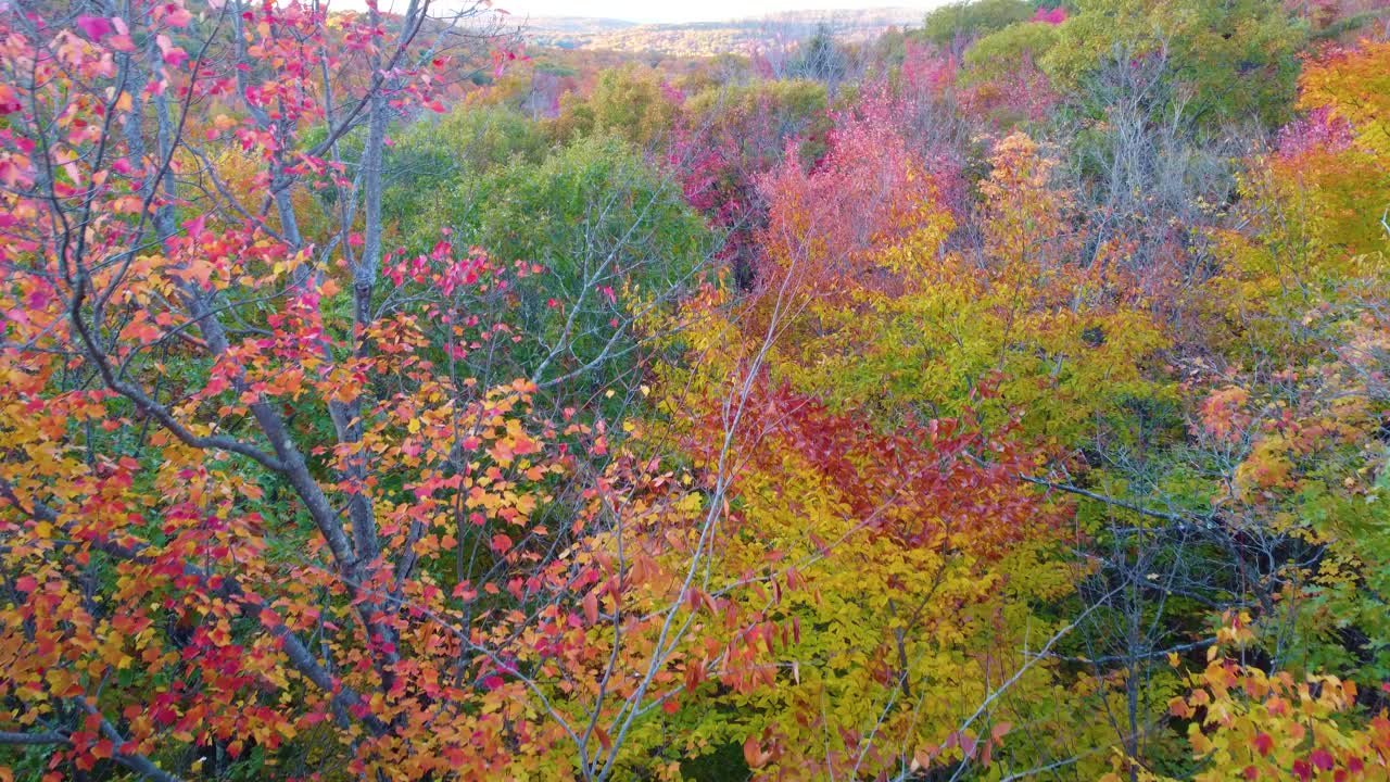 Colorful forest in autumn, fall with beautiful yellow, red, orange leafs on trees, aerial drone shot from above, dolly shot forward