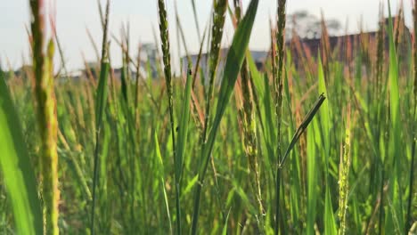push in shot of red rice crop which grows naturally in ponds created by rain without sowing,