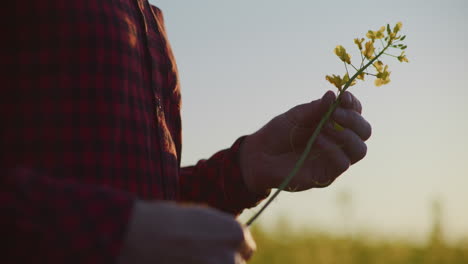 farmer inspecting canola flowers up close