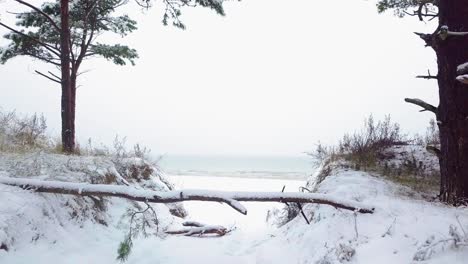 beautiful establishing aerial footage of trees covered with snow, light snow falling, nordic woodland pine tree forest, baltic sea coast, wide revealing drone shot moving forward