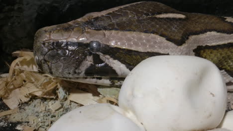 pitón madre cuidando sus huevos