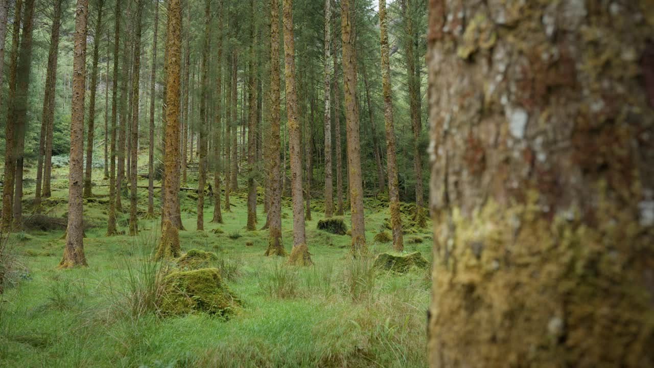 Gougane Barra forest park Cork Ireland 03