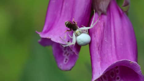 Eine-Weiße-Blumenkrabbenspinne,-Misumena-Vatia,-Die-Eine-Kleine-Wespe-Auf-Der-Fingerhutblume-Frisst