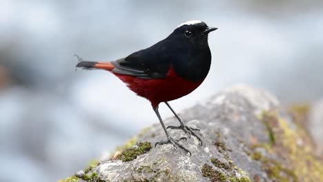 The-White-capped-Redstart-is-known-for-its-white-lovely-crown,-dark-blue-blackish-wings-and-brown-under-feathers-and-its-tail-starts-with-red