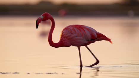 A Stunning Series of Two Frames Featuring a Graceful Flamingo Wading Through Calm Waters at Sunset, Capturing the Beauty of Nature in a Serene Environment