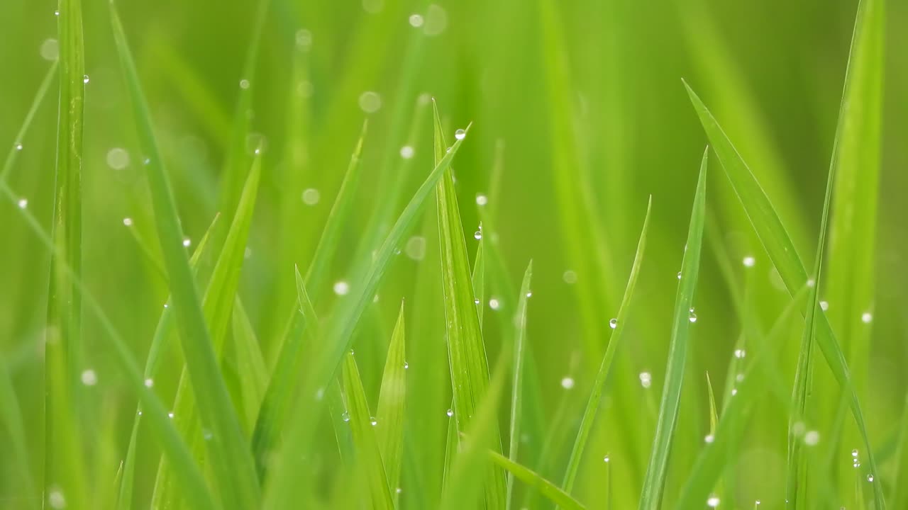 연못 지역의 푸른 벼