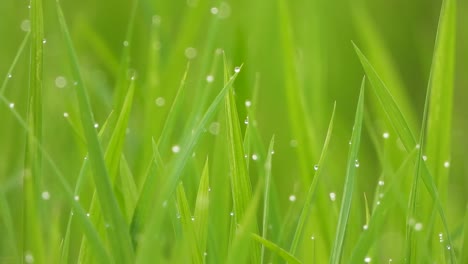 Green-rice-grass-in-pond-area-