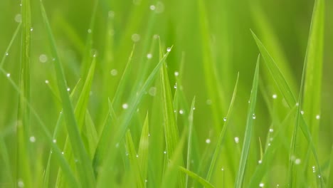 hierba de arroz verde en el área del estanque