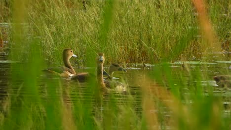 whistling duck chicks in pond uhd mp4 4k