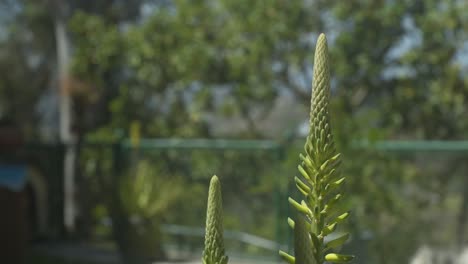 aloe vera flores amarillas a punto de abrirse