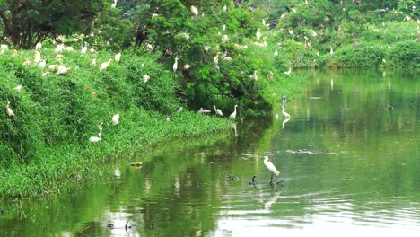 Weißer-Flamingo-Steht-Im-Teich