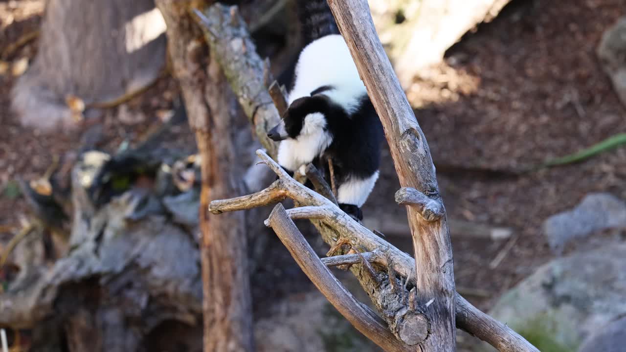 lémur navegando en las ramas del zoológico de melbourne