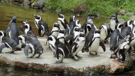 lindos pingüinos africanos en su hábitat natural en el jardín zoológico en gdańsk, polonia