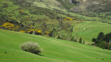 Majestic-beauty-of-New-Zealand-landscape,-slopes-and-forest