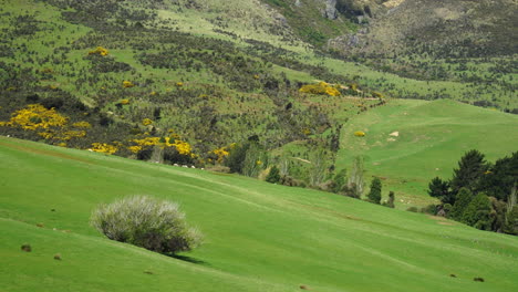 Majestätische-Schönheit-Der-Neuseeländischen-Landschaft,-Hänge-Und-Wälder