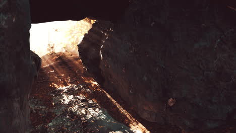 sunlight shining through a cave in a forest