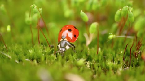 Close-up-wildlife-of-a-ladybug-in-the-green-grass-in-the-forest