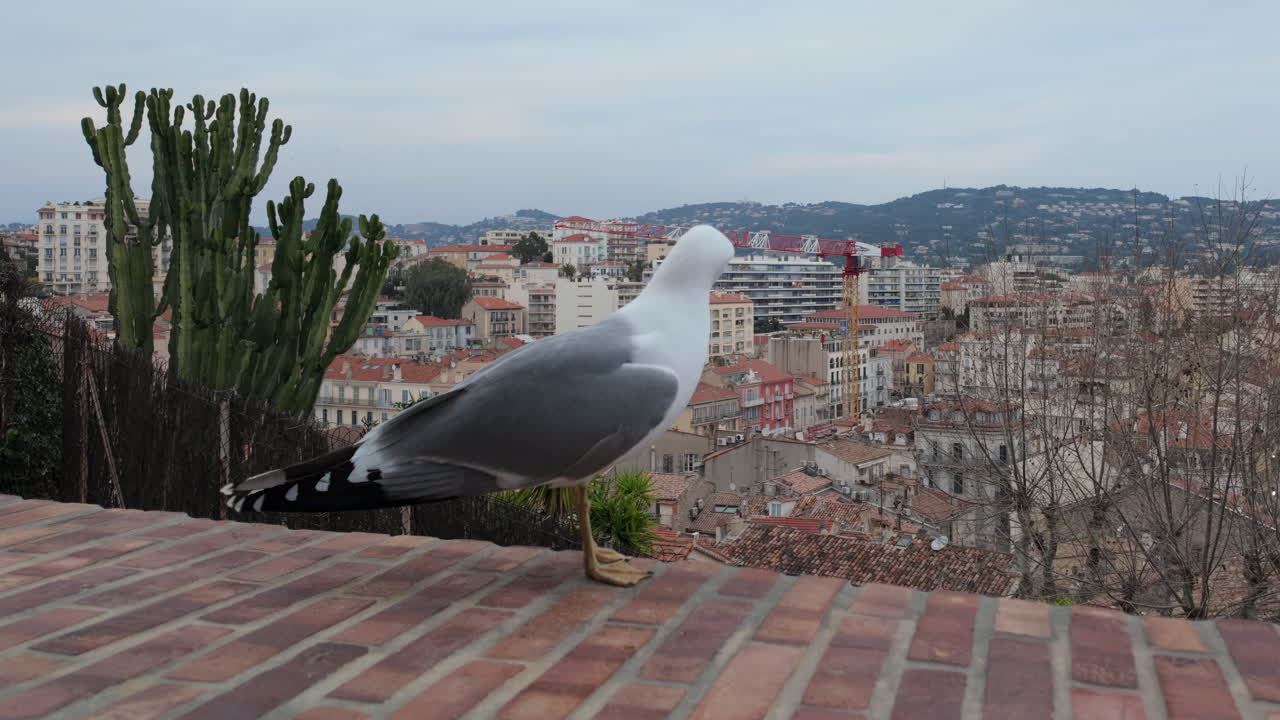 Close up of a seagull on a fence with the skyline of Cannes, France in the background