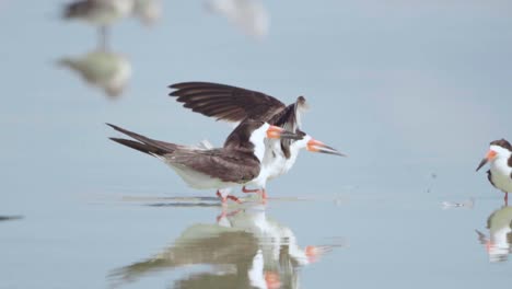 black skimmer flying and landing on shallow shore water with other birds in slow motion