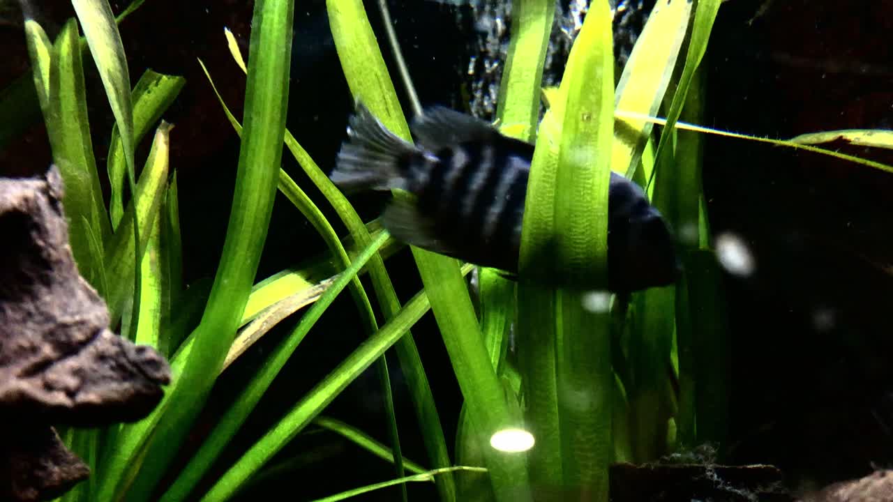 hermoso pez grande azul nadando frente a una planta de agua