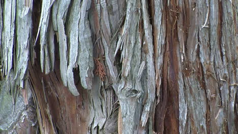 alejar la corteza del ciprés hinoki