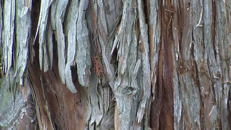 zoom out on the bark of the hinoki cypress tree