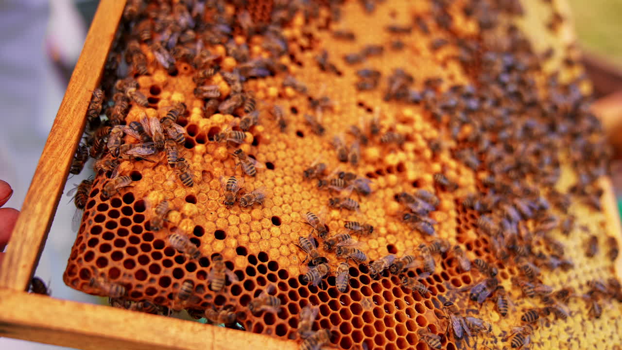 Honey bee brood ready to hatch. Frame of honeycombs with bee larvae. Working bees covering the frame. Close up.