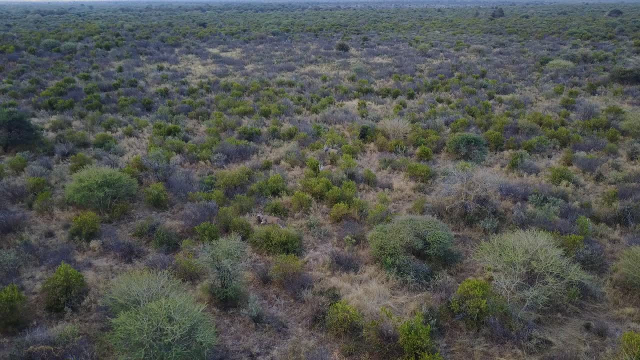 Veduta aerea di antilopi Eland e Orice nelle praterie al crepuscolo, Botswana
