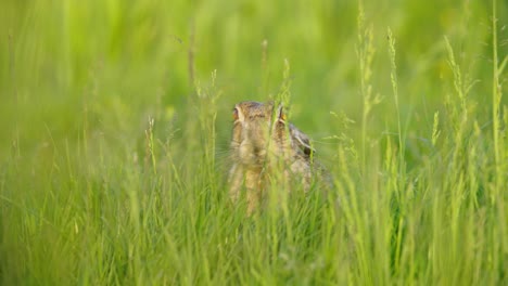 evil-looking european hare with red eyes foraging in grass, low-angle frontal