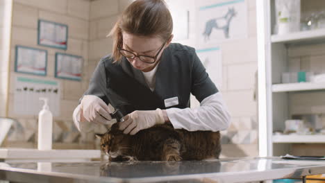 vet checking ears of cat in clinic