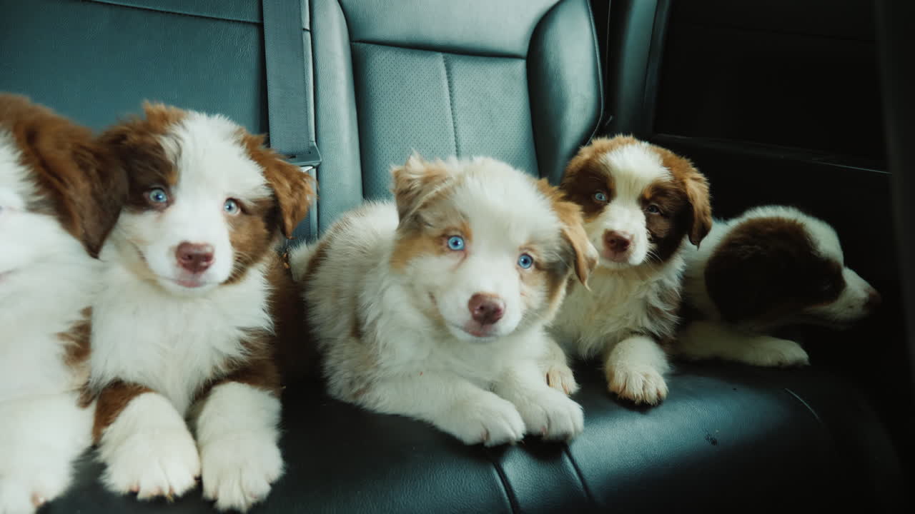 주인과 함께 여행하는 애완 동물의 뒷좌석에서 다섯 마리의 작은 강아지 여행