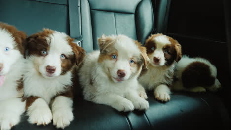 cinco cachorritos viajan en el asiento trasero de un auto mascotas viajando con el dueño