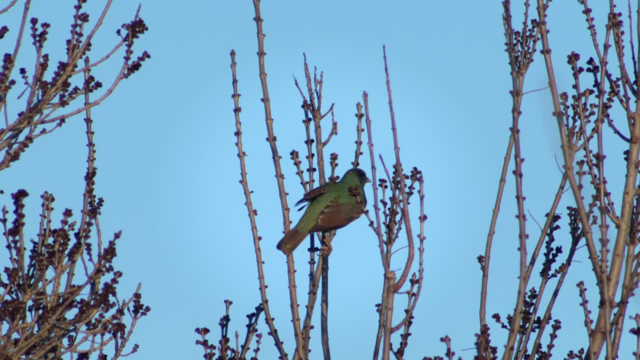 Female Satin Bowerbird Perched On Bare Tree Branch Daytime Australia, Victoria, Gippsland, Maffra