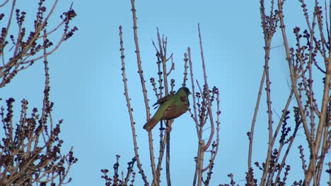 female satin bowerbird perched on bare tree branch daytime australia, victoria, gippsland, maffra