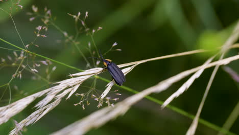 Black-Firefly-insect