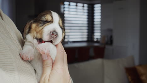 un gracioso cachorro de beagle en las manos de la anfitriona. su dedo se desliza.
