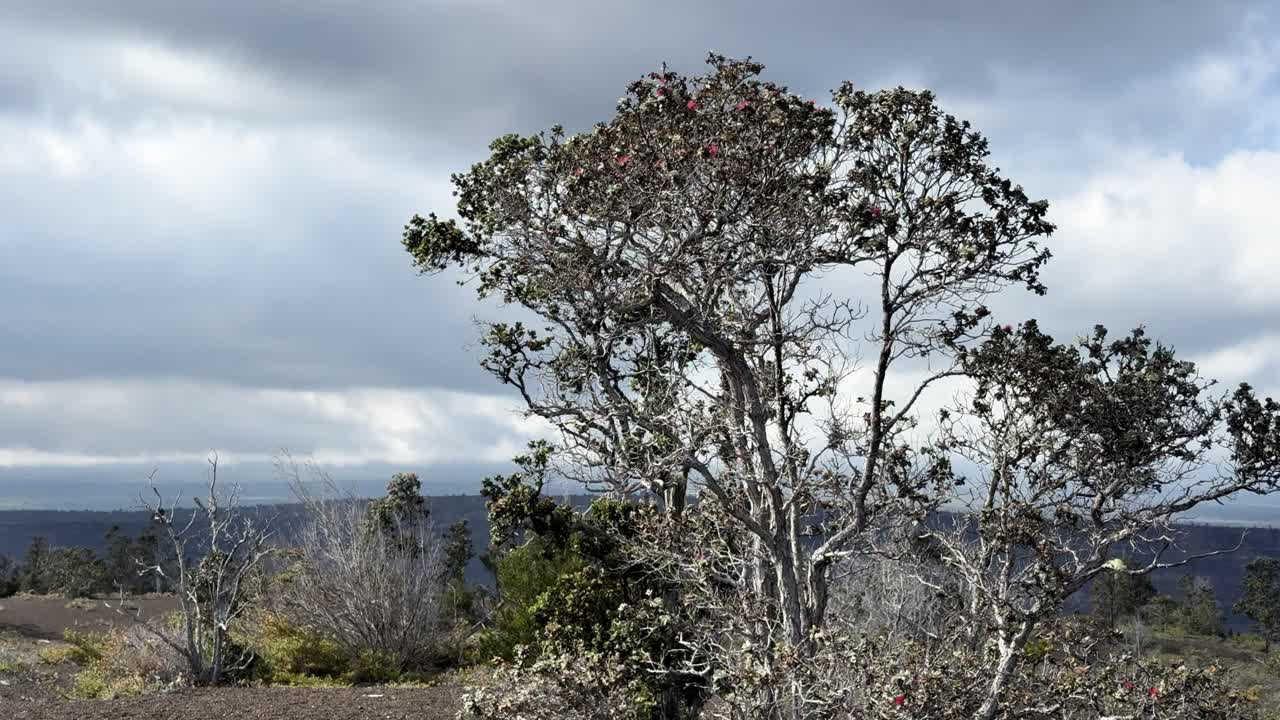 Plan fixe 4K d'un arbre sculpté par le vent près du volcan Kīlauea, avec des branches éparses et un ciel hawaïen nuageux au-dessus d'un paysage volcanique accidenté