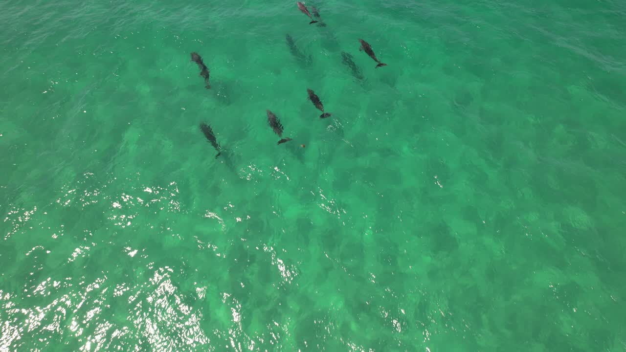 Bottlenose Dolphins In The Ocean In NSW, Australia - Drone Shot