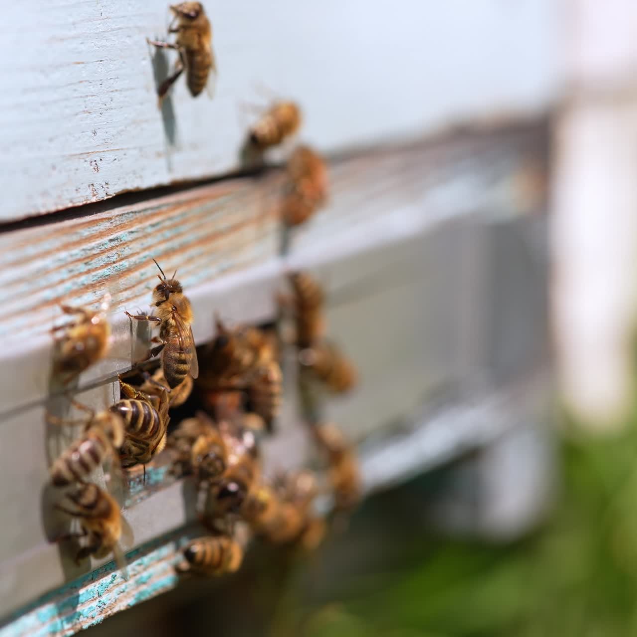 Brood of bees crawling in and around the hive entering slot. Hard-working insects return to their home. Blurred backdrop. Close up