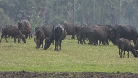 búfalos comiendo hierba con pájaros