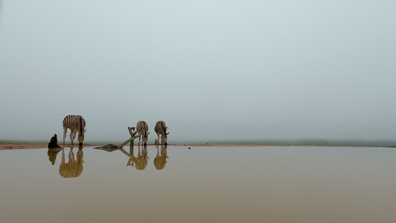 Zebras drinking at a reflective waterhole on a misty morning, evoking calm and nature