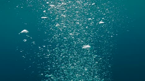 underwater bubbles in the ocean. bubbles float to surface in tropical blue sea.