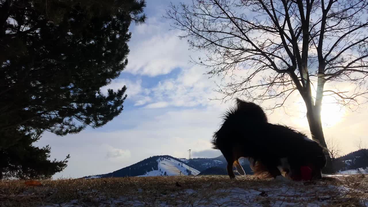 silueta de un perro jugando con un frisbee de goma en la nieve
