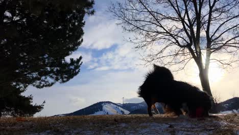 Silueta-De-Un-Perro-Jugando-Con-Un-Frisbee-De-Goma-En-La-Nieve