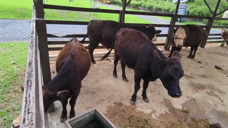 vacas en un corral