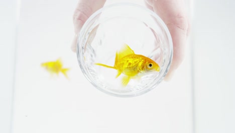 trapped goldfish