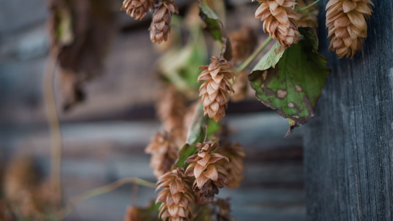 Luppolo essiccato del giardino di casa su una recinzione, primo piano di coni di luppolo marroni aggrappati alla vite contro un rivestimento in legno invecchiato, luce autunnale, atmosfera rustica e materica, ideale per birrai casalinghi e progetti di decorazione artigianale.