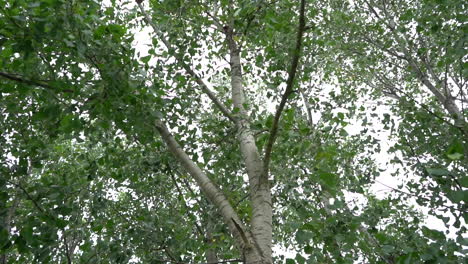 tree branches in slow motion