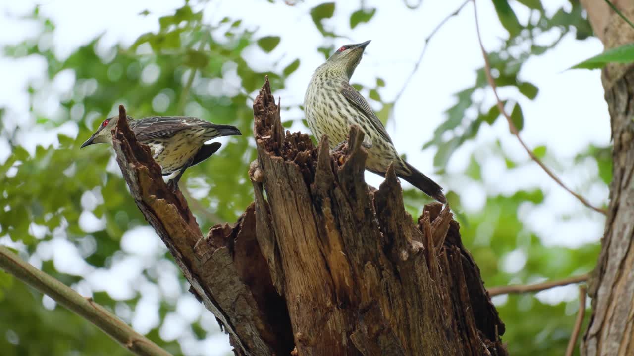 estornino asiático brillante entra en el nido en una rama podrida